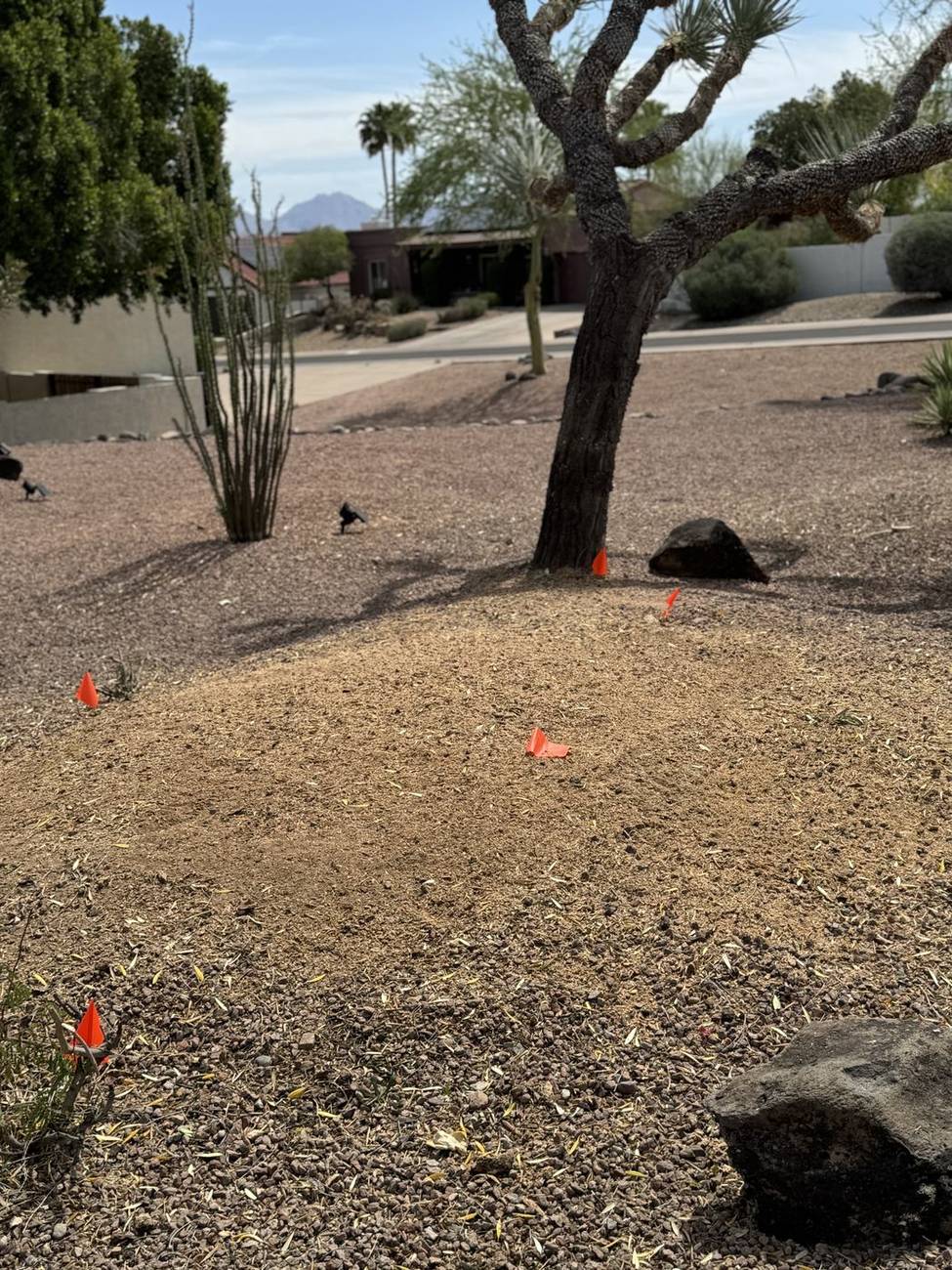 Cleared desert yard with gravel and ocotillo after cactus and stump removal in Phoenix