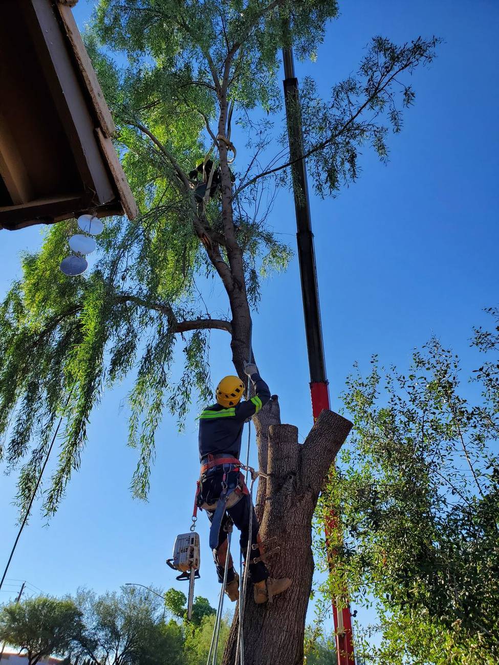 Climber roped into a large shade tree during a trim in Tempe, AZ