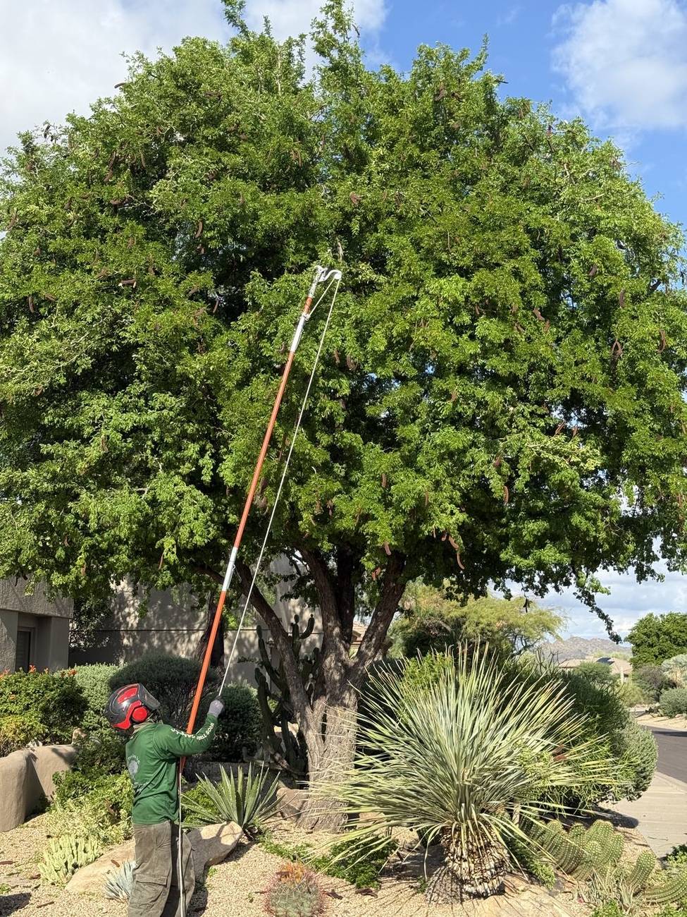 Bros Tree Care climber using a pole saw inside a dense ficus canopy in Phoenix