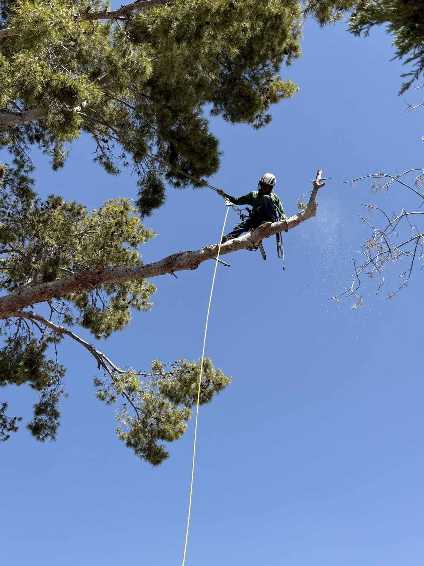 Bros Tree Care climber roped in high in a pine tree during a removal in Phoenix, AZ