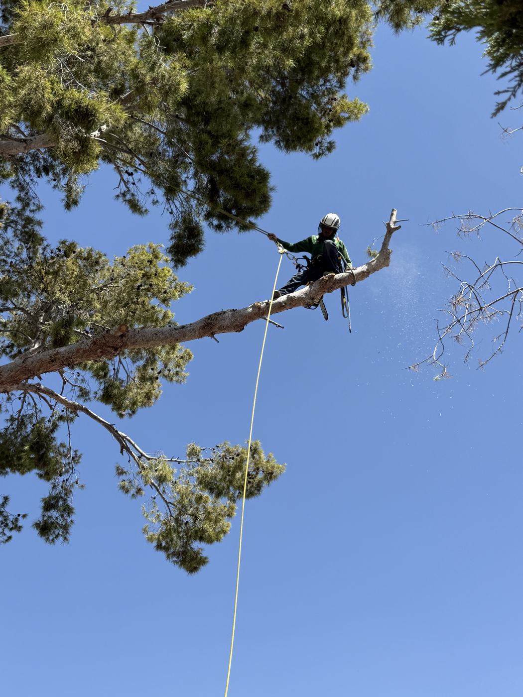Climber at the top of a pine taking the crown down in sections in Phoenix