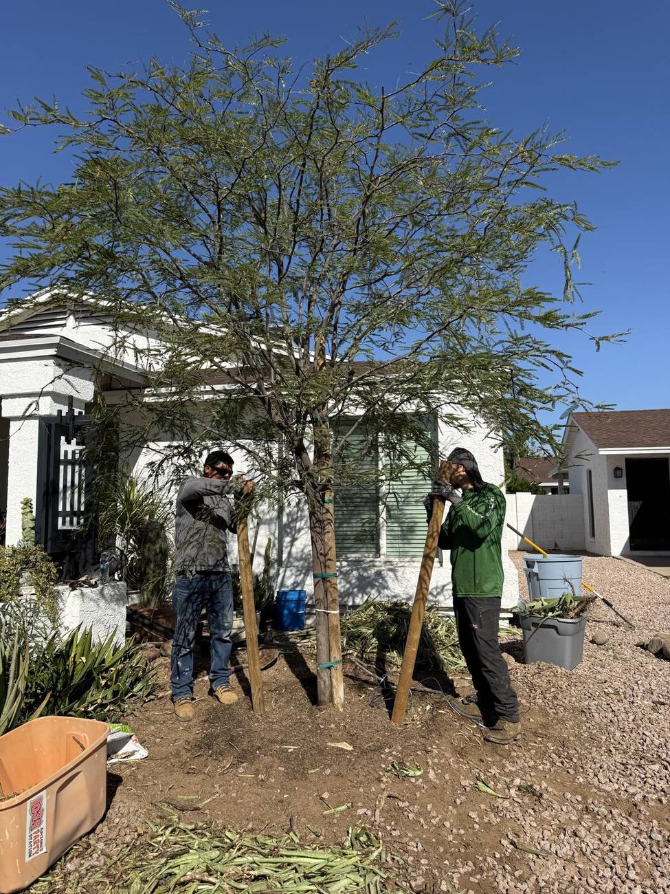 Bros Tree Care crew trimming a large tree in a Mesa front yard