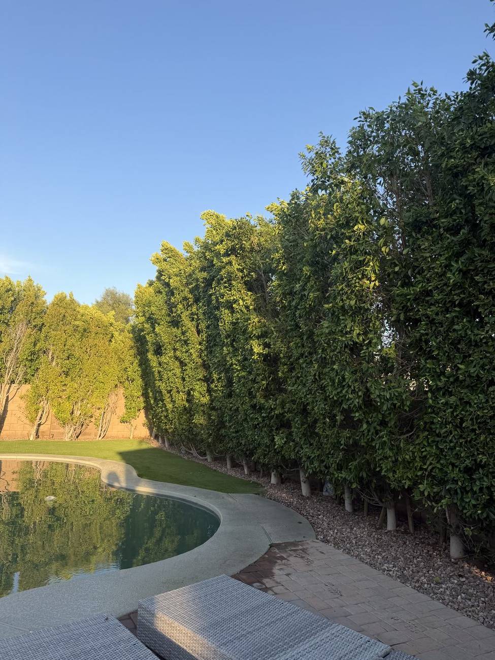 Tall ficus privacy hedge trimmed straight beside a pool in Phoenix, AZ