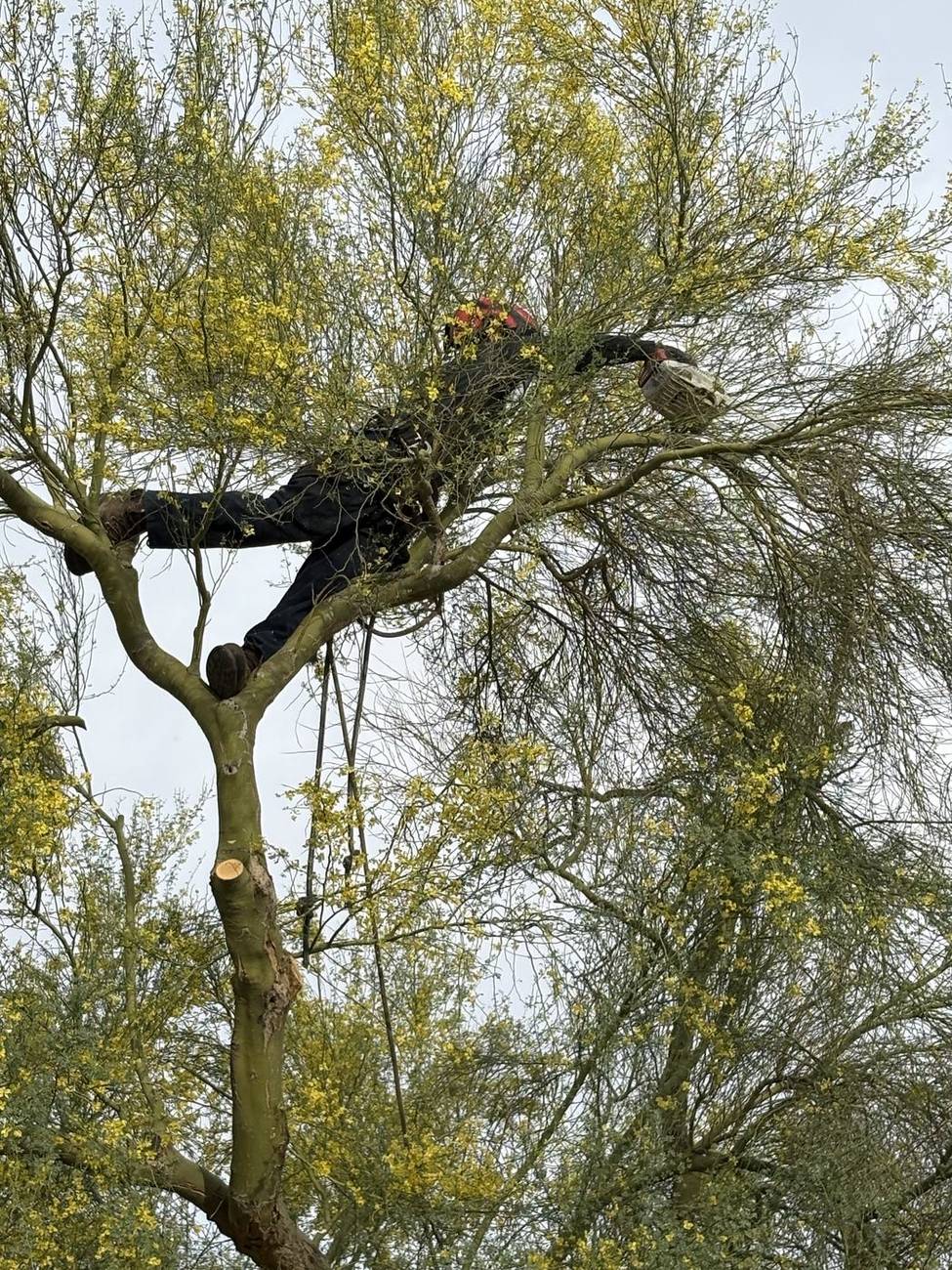 Bros Tree Care climber trimming a blooming palo verde tree in Phoenix, AZ