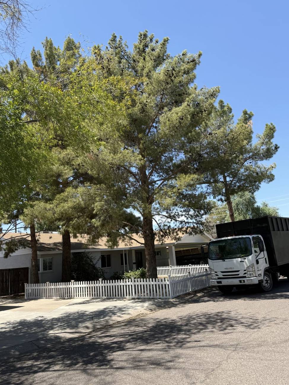 Tall Aleppo pines beside a chip truck on a Paradise Valley street