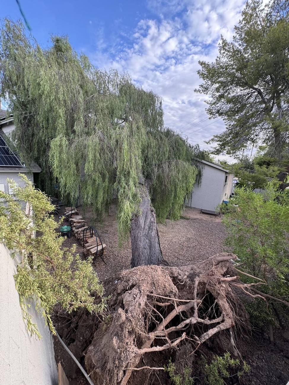 Large tree uprooted by a monsoon storm with its root ball torn out of a Phoenix backyard